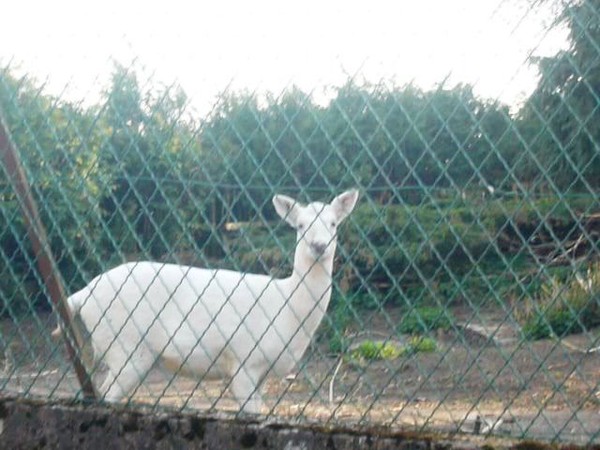 daim blanc