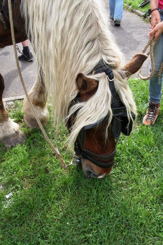 cheval