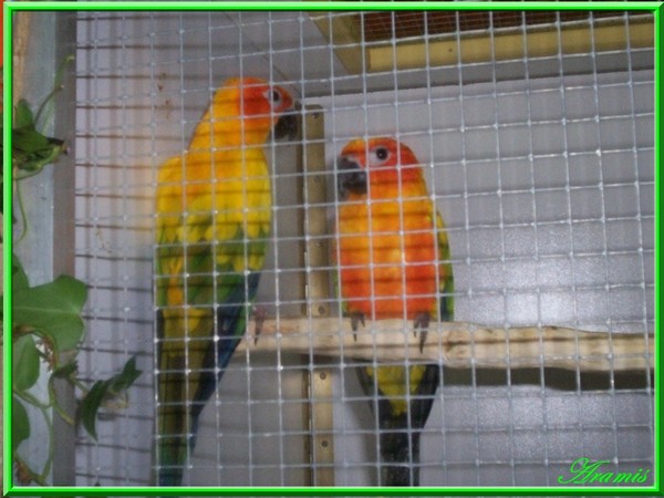 oiseaux