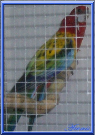 oiseaux