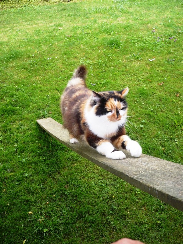 chat
